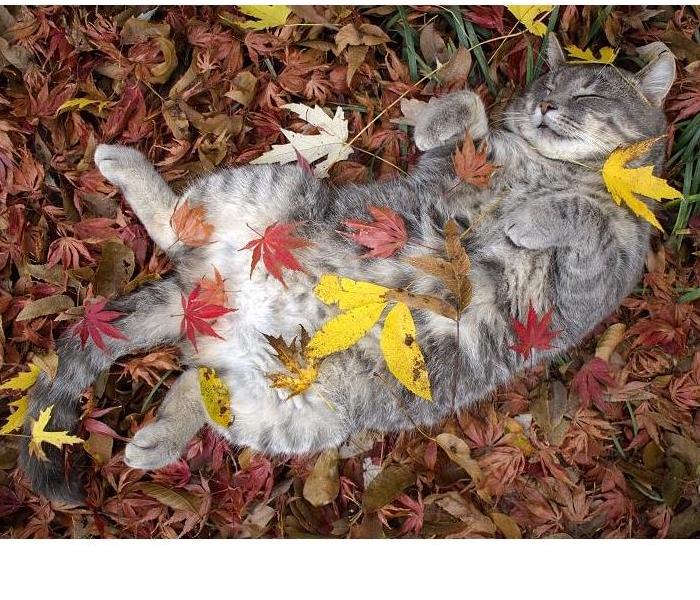Even kitties love fall colors